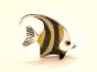 Silber Tropenfisch Falterfisch mittel