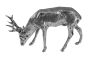Rehbock Silber 2