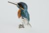 Silber Eisvogel